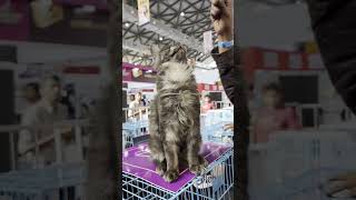 Petex Hyderabad 2023 pets aquarium dogs petdogs cats reels viral trending reel [upl. by Yral381]