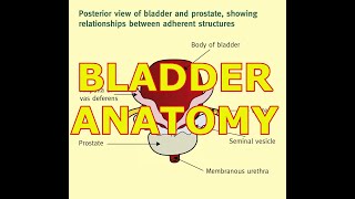 BLADDER ANATOMY [upl. by Salvador243]