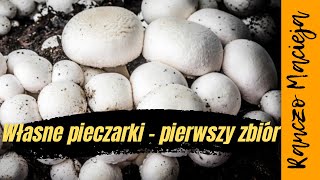 Zbiór własnoręcznie wyhodowanych pieczarek Ile udało się zebrać 24 [upl. by Luann]