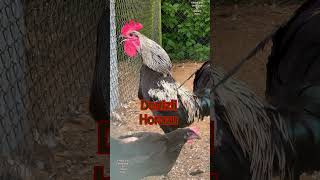 Very rare Denizli Horozu chicken  rooster crowing longcrower langkräher rooster denizlihorozu [upl. by Ardeed]