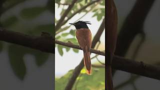 Paradise flycatcher Please like share and subscribe 🙏🏻 [upl. by Aivatnahs]