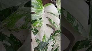 Monstera Albotrendingtrendingshortsshortvideoshortsvideoshortsshortviralvideoshortsfeed [upl. by Gervase]