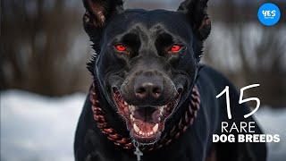 SUBSCRIBE  You Have Never Seen These DOG BREEDS  Top 10 RARE dog Breeds  Yes Everything [upl. by Opiak]