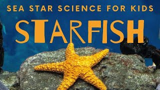 Starfish  10 Cool Sea Stars for Kids Science [upl. by Agostino788]