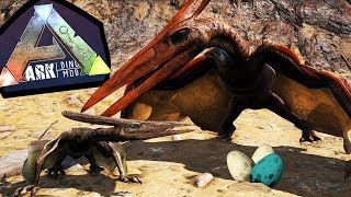 Filhote de Pteranodon quotbabyquot Primeira Caça Família Ptero Jurassic World  ARK Play As Dino 27 [upl. by Suivatnom]