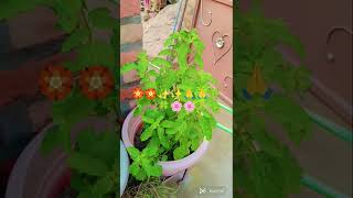 Tulsi plant ☘️🍀plants lovers [upl. by Enaelem]