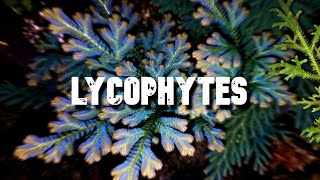 Les Lycophytes [upl. by Etiuqram]