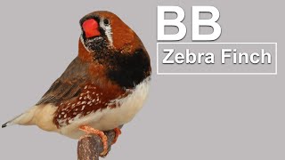 BLACK BREASTED MUTATION RECESSIVE  ZEBRA FINCH [upl. by Candyce]