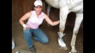 How to treat an abscess with the Natural Farrier [upl. by Anneehs76]