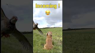 How Steady Is Your Gundog workingcockerspaniel dogtrainingpaysoff [upl. by Pallaton]