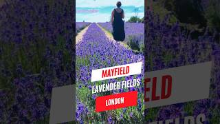 ലാവെൻഡർ  Mayfield Lavender Fields  London UK [upl. by Srini761]