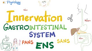 Enteric Nervous System ENS  Myenteric Submucosal plexus  GI Innervation  Nerve Supply of GIT [upl. by Pozzy]