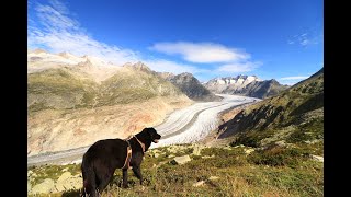 Glacier dAletsch  Roadtrip en Suisse 316 [upl. by Kleinstein226]