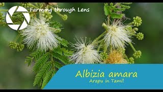 Albizia amara  Arappu அரப்பு [upl. by Cheri68]