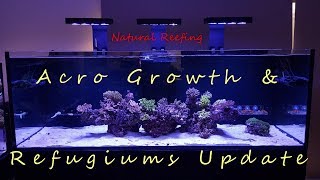 Red Sea Reefer XXL 750 Update 5 Acro Growth and Refugiums [upl. by Aevin]