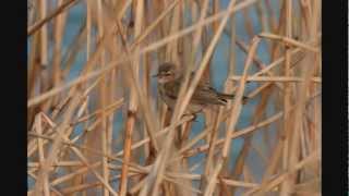 Song and call of Siberian Chiffchaff Phylloscopus collybita tristis with photos [upl. by Eeresed]