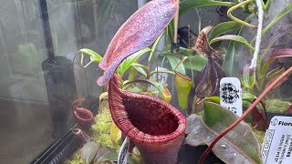 Nepenthes Hybrid Spotlight  N lowii x campanulata [upl. by Ahsikram]