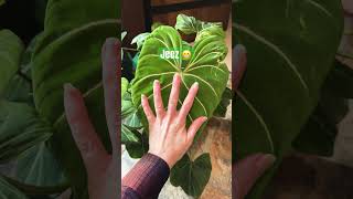 Philodendron gloriosum plants crazyplantlady indoorplants philodendron philodendrongloriosum [upl. by Ilehs582]