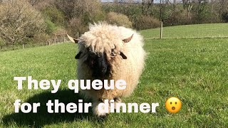 Swiss Valais blacknose sheep  How we feed our small in lamb flock [upl. by Laraine]