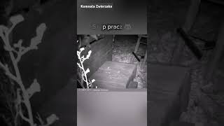 Nocne nagranie Szop pracz 🦝nature wildlife animals szop [upl. by Ainoet]