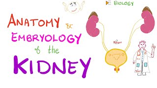 Process of Urine Formation  Nephron Function 3D Animation [upl. by Bromley131]