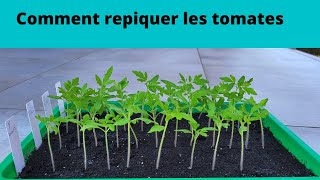 Comment repiquer des tomates je vous montre tout [upl. by Dorri]