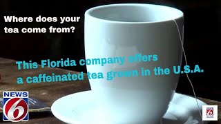 Florida Foodie Yaupon Brothers wants to change how you think about tea [upl. by Bogart]