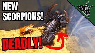 UNBOXING NEW DEADLY SCORPIONS [upl. by Trilley244]