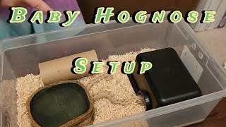 Baby Hognose Snake Setup [upl. by Arhsub]