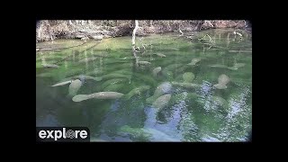 Above Water ManateeCam at Blue Spring State Park powered by EXPLOREorg [upl. by Anirrehs]