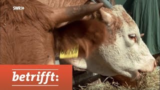 Unser Fleisch  Bio oder Masse  SWR betrifft [upl. by Arihsa324]