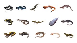 Types Of Salamanders  Learn Salamanders Amphibians In English Language [upl. by Hafirahs]