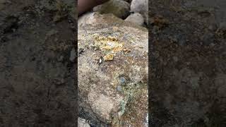 Is This The Easiest Way To Find Gold At Home [upl. by Ahsier]