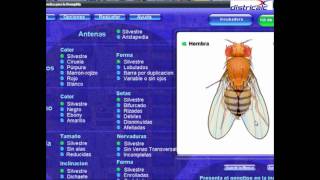 Laboratorio de Genética Drosophila Parte 1 de 2 [upl. by Granniah866]