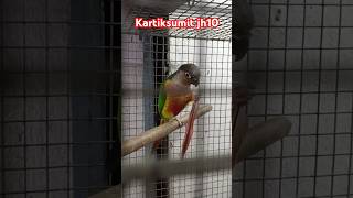 Green Conure Birdstrending viral short birdslover 🦜🦜 [upl. by Staford713]