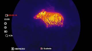 Dzik Lornetka termowizyjna Hikmicro Habrok 4k [upl. by Franck405]
