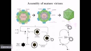 Assembly of phage Phi X174 [upl. by Culhert279]