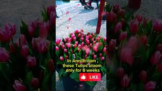 7 Million Tulips of 700 type to bloom for 8 weeks only viral trending explore fun shortvideo [upl. by Ociral292]