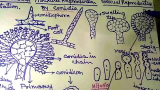 Aspergillus in Hindi Part 1 [upl. by Aisatan]