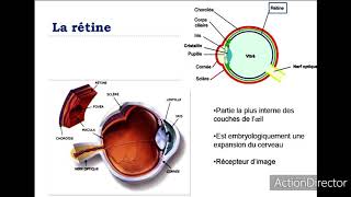 Anatomie et physiologie de loeil [upl. by Annahahs136]
