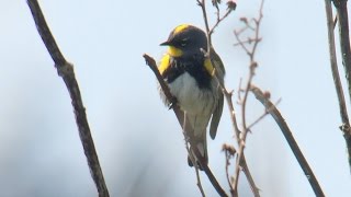 YellowRumped Warblers [upl. by Mayeda]