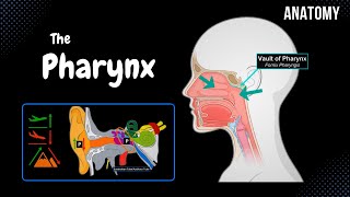 Pharynx Anatomy Parts Layers Muscles [upl. by Dominic696]