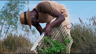 Agricultura Ecológica Curiosidades y datos importantes [upl. by Teerpnam]