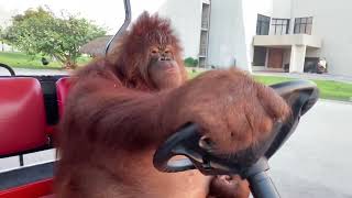 Famous orangutan driving a golf cart 1 Hour [upl. by Primrose704]