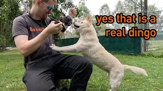 Fraser Coast Wildlife Sanctuary  up close and personal with a dingo [upl. by Aiem674]