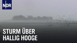 Land unter auf Hallig Hooge  die nordstory  NDR Doku [upl. by Jordanson]