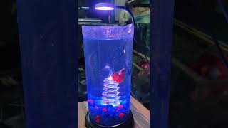 product link in description box order now 🛍️  fish bowl  fish bowl setup fish aquarium fishbowl [upl. by Ayekim]