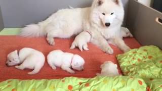 NEWBORN SAMOYED PUPPIES [upl. by Pansie654]