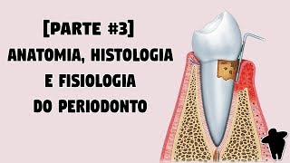 Dentista Estuda 2 PT 3 Anatomia Histologia e Fisiologia do Periodonto  Concursos Para Dentistas [upl. by Loux244]