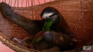 A Throne Fit for a Sloth Queen  Meet the Sloths [upl. by Aicrag]